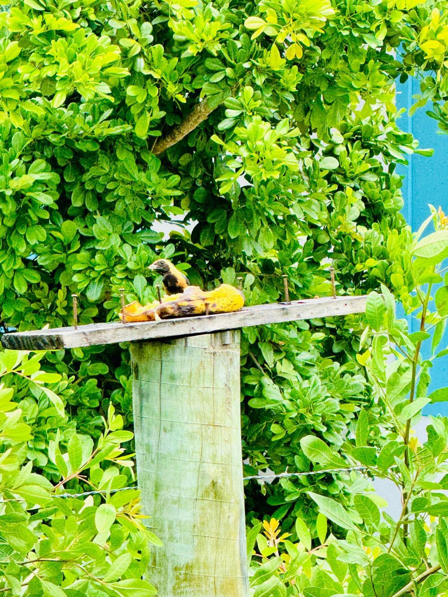 Hospedaria Hibisco Xando - Caraiva Bagian luar foto